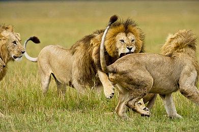 吉田修平：如果大家想玩第一方游戏就该多支持重制版